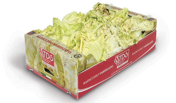 RADICCHIO CASTELFRANCO variegato 600x350