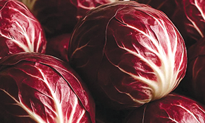 Radicchio Tondo 300x180